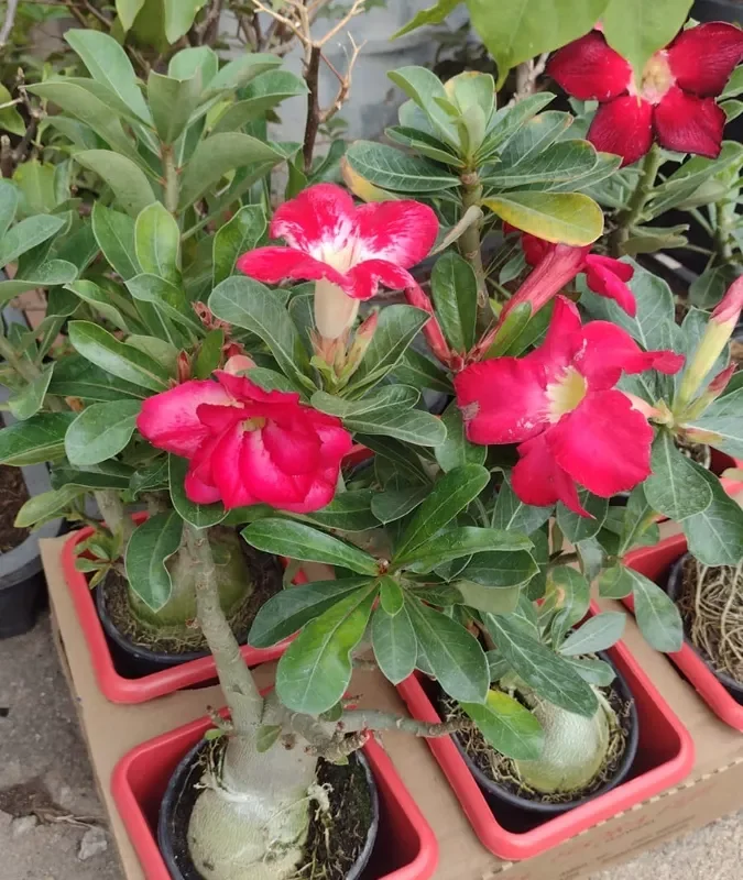 Rosa Do Deserto